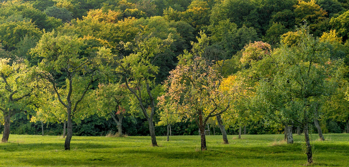 Protecting Forests