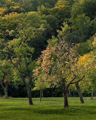 Protecting Forests
